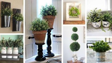 Bamboo Plants for office